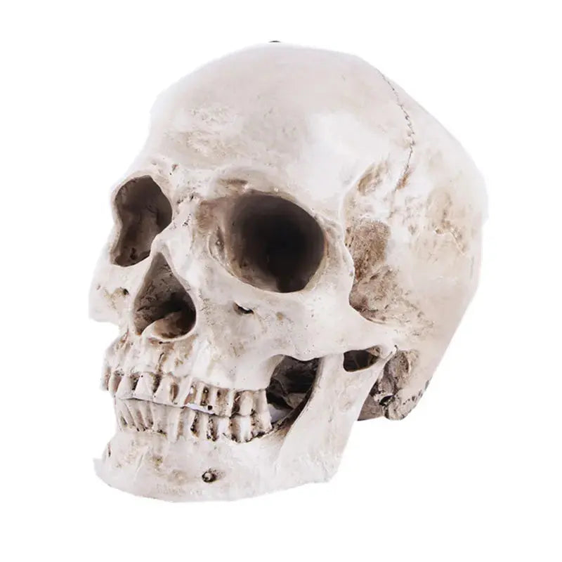 Crâne Maçonnique (Résine) statuette Nos Colonnes - Boutique Maçonnique 