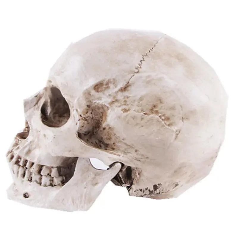 Crâne Maçonnique (Résine) statuette Nos Colonnes - Boutique Maçonnique 